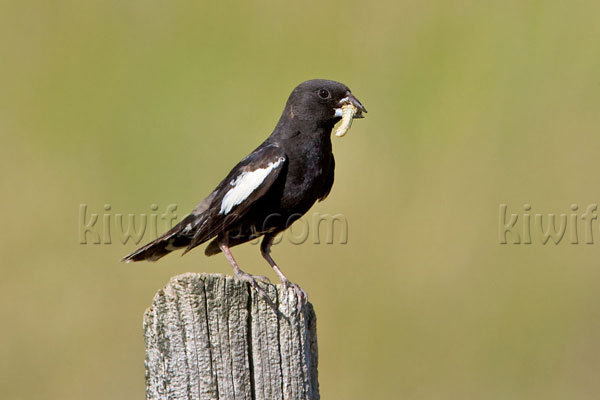 Lark Bunting Picture @ Kiwifoto.com