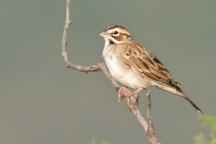 Lark Sparrow Image @ Kiwifoto.com