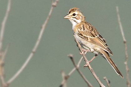 Lark Sparrow Photo @ Kiwifoto.com