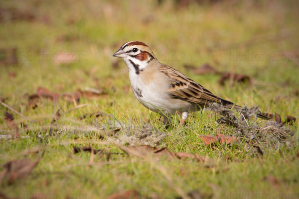 Lark Sparrow Image @ Kiwifoto.com