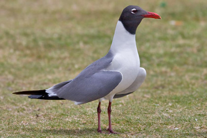 Laughing Gull