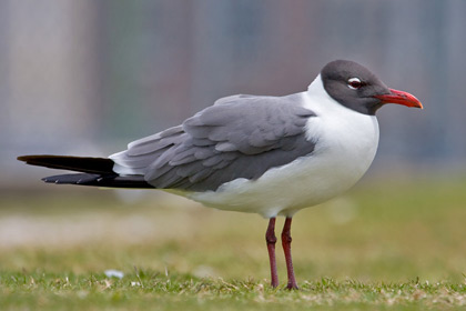 Laughing Gull Picture @ Kiwifoto.com