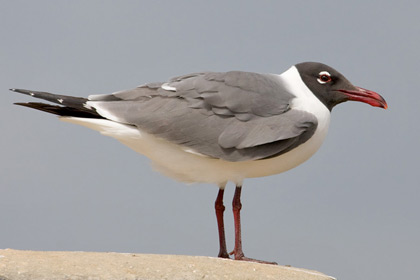 Laughing Gull Picture @ Kiwifoto.com