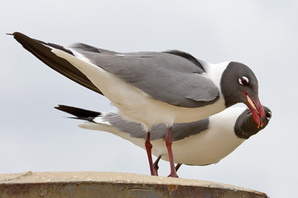 Laughing Gull Image @ Kiwifoto.com