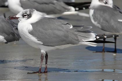 Laughing Gull Picture @ Kiwifoto.com