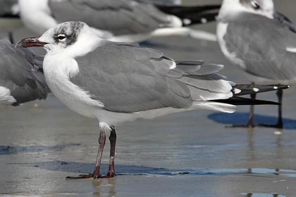 Laughing Gull Photo @ Kiwifoto.com