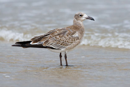 Laughing Gull (juvenile)