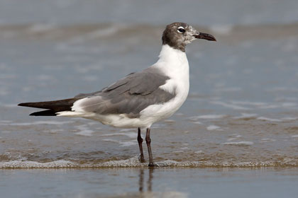 Laughing Gull Picture @ Kiwifoto.com