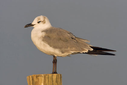 Laughing Gull Picture @ Kiwifoto.com