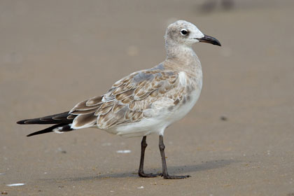 Laughing Gull (juvenile)