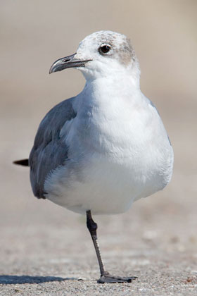 Laughing Gull Image @ Kiwifoto.com