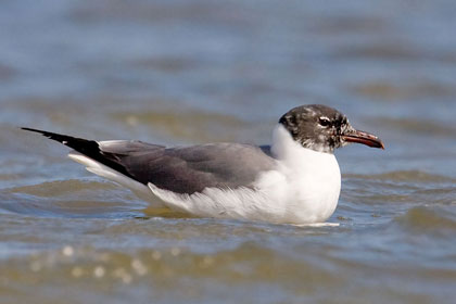 Laughing Gull Picture @ Kiwifoto.com