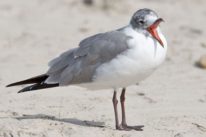 Laughing Gull Image @ Kiwifoto.com