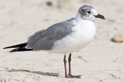 Laughing Gull Picture @ Kiwifoto.com