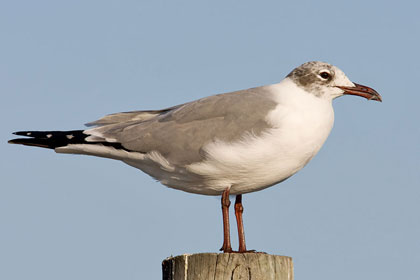 Laughing Gull Image @ Kiwifoto.com