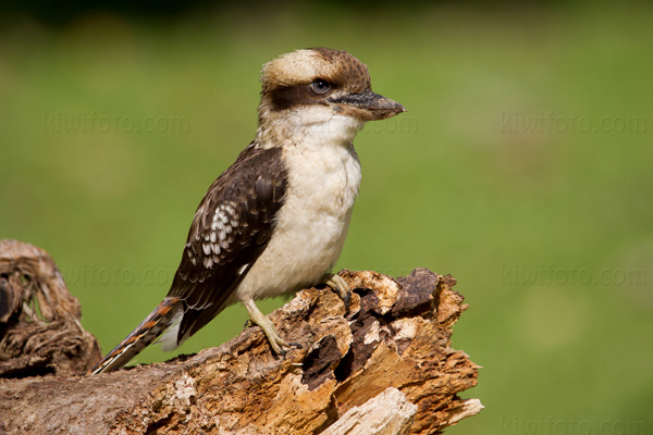 Laughing Kookaburra Photo @ Kiwifoto.com