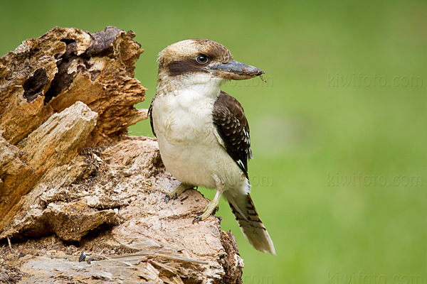 Laughing Kookaburra