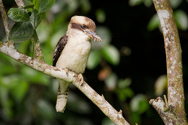 Laughing Kookaburra Photo @ Kiwifoto.com