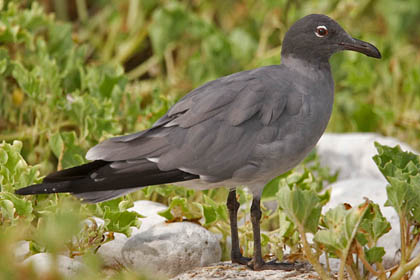 Lava Gull Picture @ Kiwifoto.com