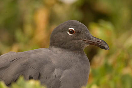 Lava Gull Picture @ Kiwifoto.com