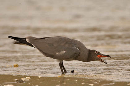 Lava Gull Image @ Kiwifoto.com