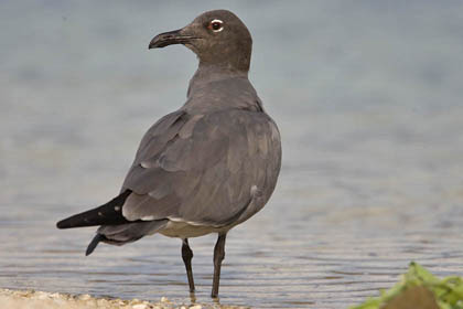 Lava Gull Image @ Kiwifoto.com