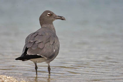 Lava Gull Picture @ Kiwifoto.com