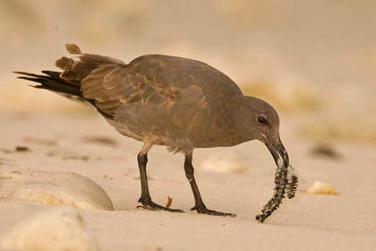 Lava Gull Image @ Kiwifoto.com