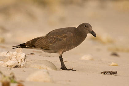 Lava Gull Image @ Kiwifoto.com