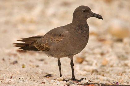 Lava Gull Photo @ Kiwifoto.com