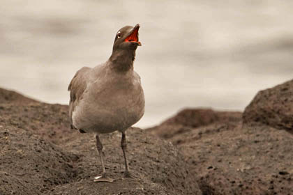 Lava Gull Image @ Kiwifoto.com