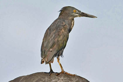 Lava Heron Image @ Kiwifoto.com