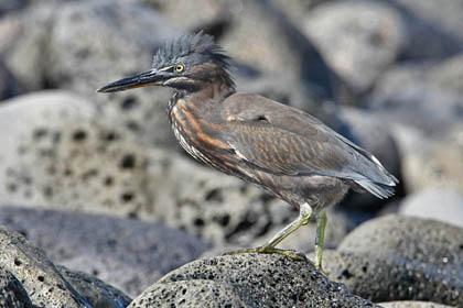 Lava Heron Photo @ Kiwifoto.com