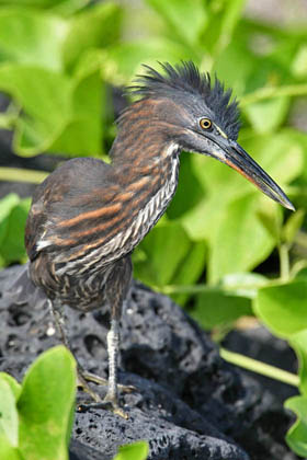 Lava Heron Picture @ Kiwifoto.com