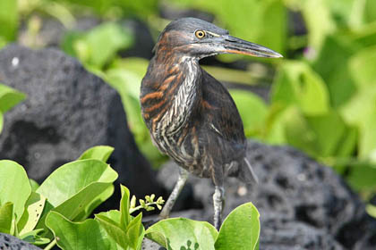 Lava Heron Picture @ Kiwifoto.com