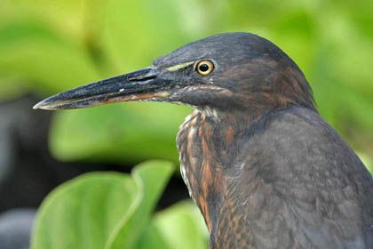 Lava Heron Image @ Kiwifoto.com