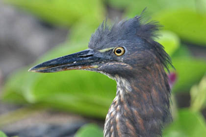 Lava Heron Image @ Kiwifoto.com