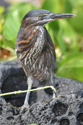 Lava Heron Picture @ Kiwifoto.com