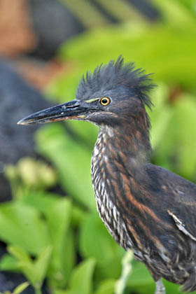 Lava Heron Image @ Kiwifoto.com