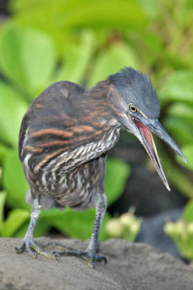 Lava Heron Picture @ Kiwifoto.com