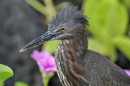 Lava Heron Photo @ Kiwifoto.com