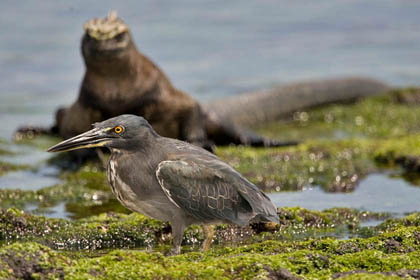 Lava Heron Image @ Kiwifoto.com