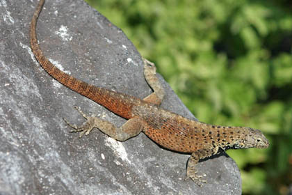 Lava Lizard (Espanola  Microlophus delanonis)