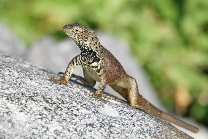 Lava Lizard (Espanola  Microlophus delanonis)