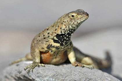 Lava Lizard