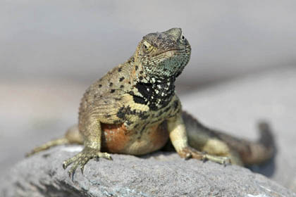 Lava Lizard (Espanola  Microlophus delanonis)