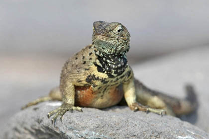 Lava Lizard (Espanola  Microlophus delanonis)