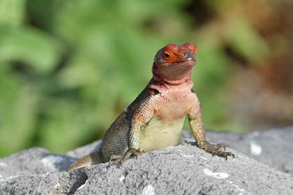 Lava Lizard (Espanola  Microlophus delanonis)