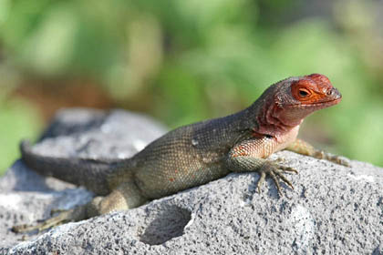 Lava Lizard (Espanola  Microlophus delanonis)