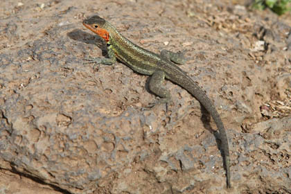 Lava Lizard (Galapagos  Microlophus albemarlensis)